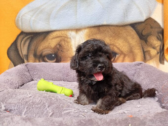Maltipoo - 4