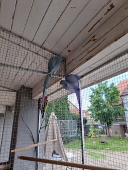 Prodej Alexandr malý a další exot ptactvo - 4