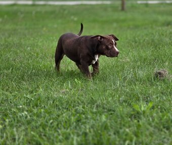American bully - ch.s. Family Muscle Bullies - 4