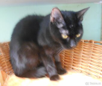 Černá, hodná 1,5-2letá Žofinka - 4