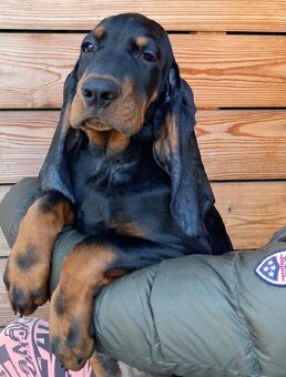 Black and Tan Coonhound/ americký mývalí pes - 4