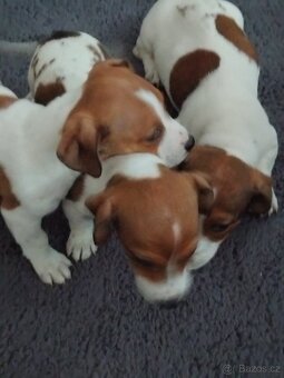 Jack Russell teriér - 4