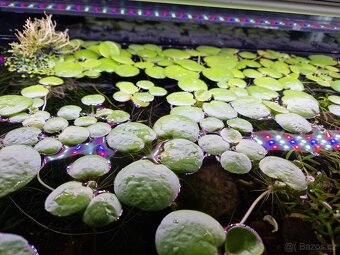 Krevety, živorodky - 4