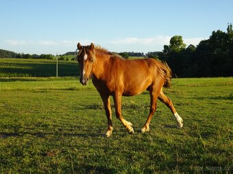 Prodám klisnu WPBr s PP, - 4