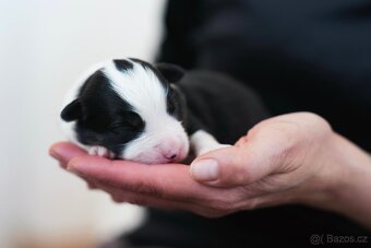 Miniaturní americký ovčák - 4