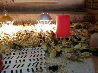 Pekingská káčata, husokačeny mulard, brojlerová kuřata - 4