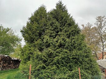 Tuje na věnce - 4