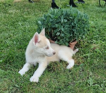 Sibirsky Husky - 4