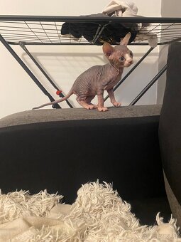 Kanadský sphynx bez PP - 4
