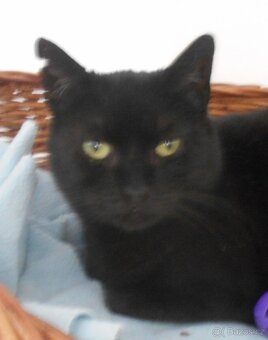 Klidná, hodná, černá 2-3letá Lízinka hledá domov - 4