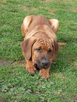 Tosa inu - pejsci k odběru - 4