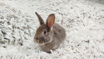 Zakrslý králík, králíček -(REX)-DAMIAN - 4