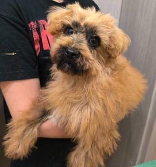 Nagini hledá domov - 4