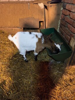 Holandská zakrslá koza - 4