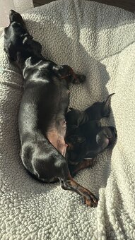 Jezevčík krátkosrstý standard - 4