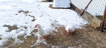 Kachna pižmová bílá 5 ks - 4