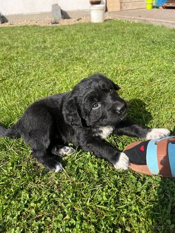 Štěňata kříženci border kolie - 4