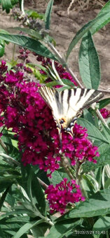 Komule Davidova (Buddlea, Motýlí keř) - viz fota - 4