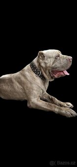 Bandog - 4