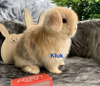 ❤️❤️Krásná Minilop Kralicek veranek miminka - 4