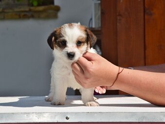 Jack Russell teriér s PP - Moet - 4
