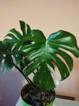 Monstera deliciosa  a thai - 4