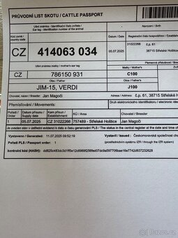 Prodám býka C50xJ50 - 4
