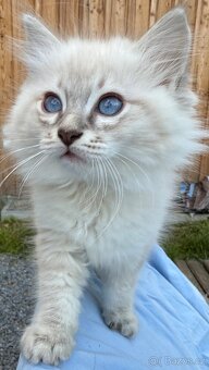 Ragdoll Hello - 4