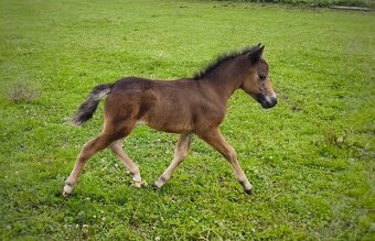 Letošní hřebeček minihorse - REBELION B - 4