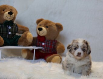 Miniaturní americký ovčák - 4