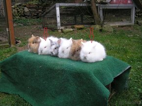 Teddy králíčci mláďata - 4
