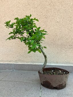 Bonsai, Bonsaj, jamadori, hloh - 4