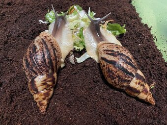 Oblovka síťkovaná (Lissachatina reticulata) 🐌 - 4