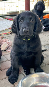 flat coated retriever - 4