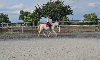 Valach appaloosa - 4