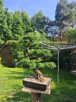 Bonsaj,bonsai Modřín - 4