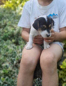 Štěňata Jack Russell Teriér - 4