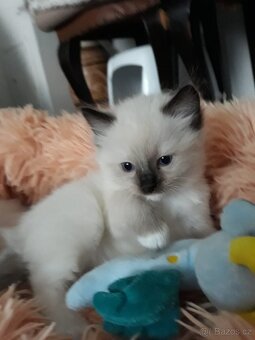 Ragdoll koťátka s PP - 4
