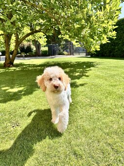 Lagotto Romagnolo (Italský vodní pes) s PP - 4