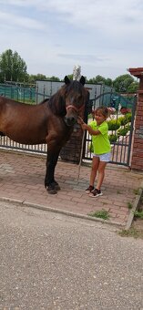 Sportovy pony valach - 4