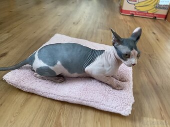 Prodám kanadského kocourka sphynx - 4