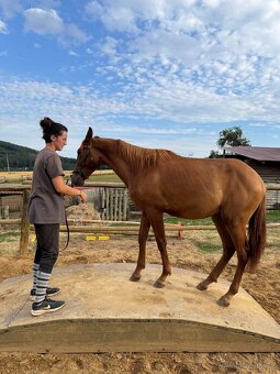 Lusitsno hřebec PSL z ověřeného spojení - 4