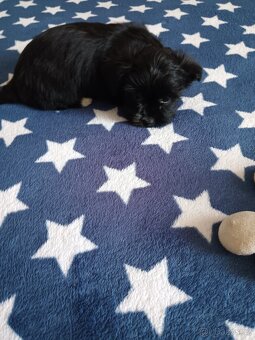 Jorksirsky terier - 4