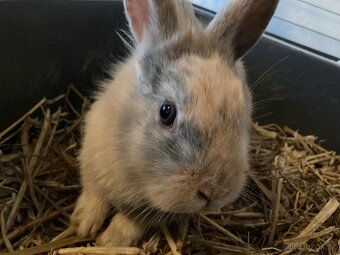 Zakrslý králík - 4