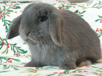 Volná samička - Anglický Zakrslý Beránek MiniLop🍑🧡🤍 - 4