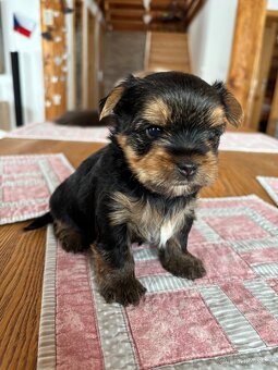 Jorkšírský teriér s PP - 4