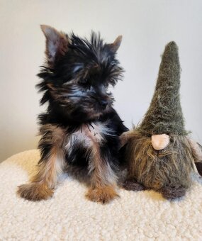 Jorkšírský teriér - 4