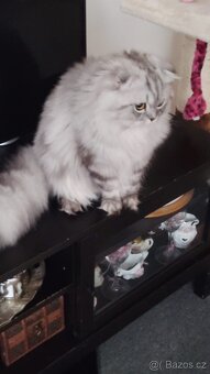 Britský kocour ke krytí 😻 - 4
