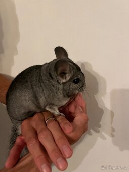 Činčila vlnatá - 4