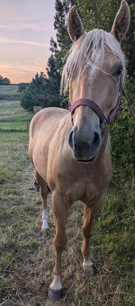 Appaloosa valach - 4